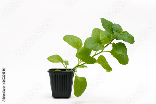 Young green sprout of petunia grows in a pot for seedlings isolated on white background. Close-up.