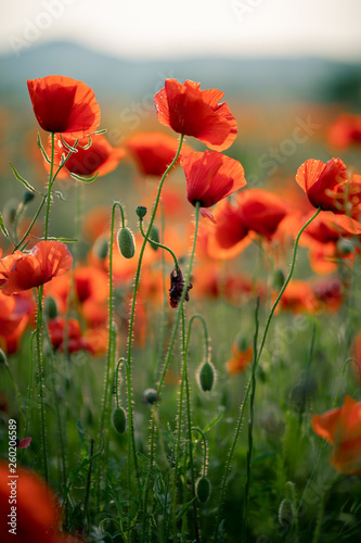 Wonderful landscape at sunset. A field of blooming red poppies in Cyprus. Wild flowers in springtime. Beautiful natural landscape in the summertime. Amazing nature sunny scene.