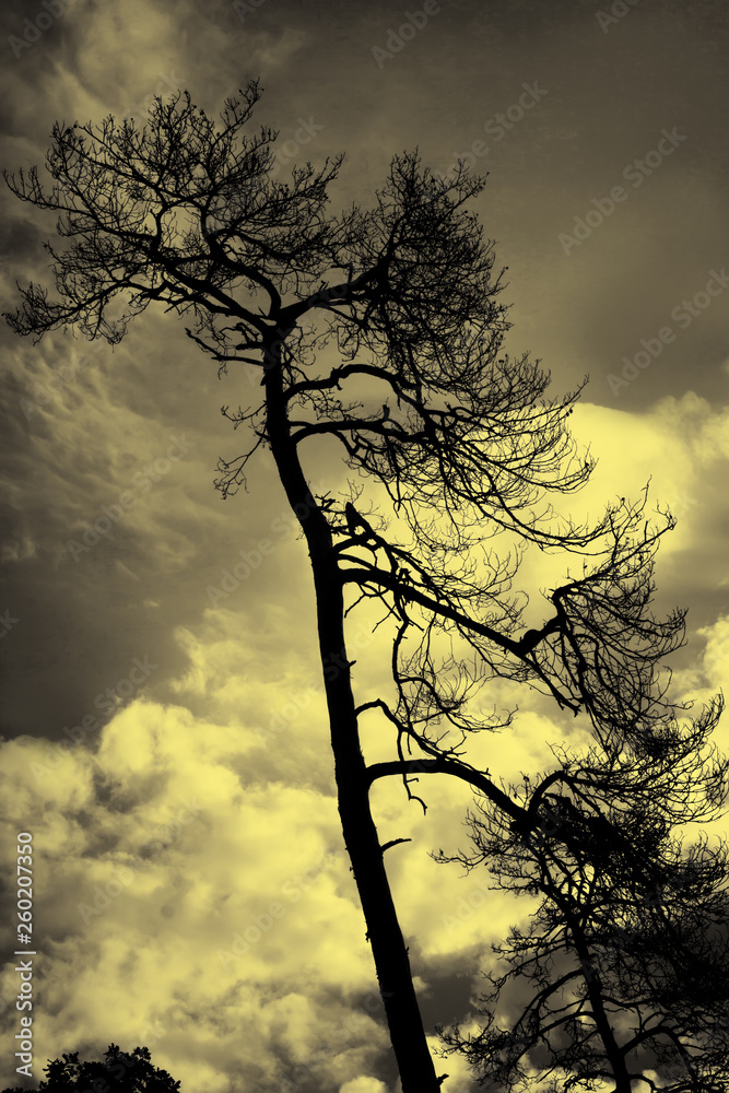 Silhouette of a tree against a sky Silhouette of a tree against a sky