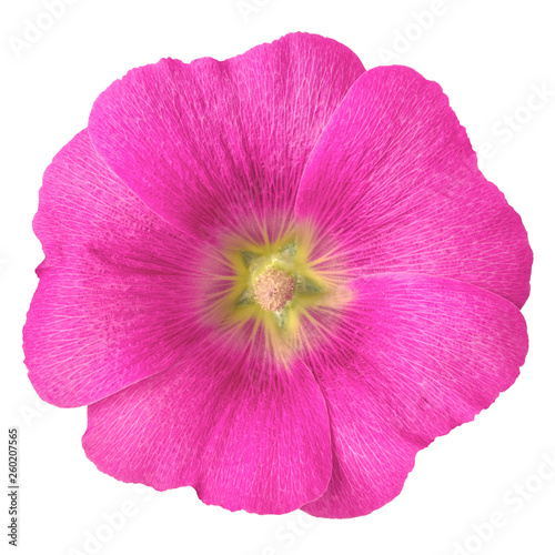 magenta yellow flower malva isolated on white background with clipping path. Flower bud close up. Nature.