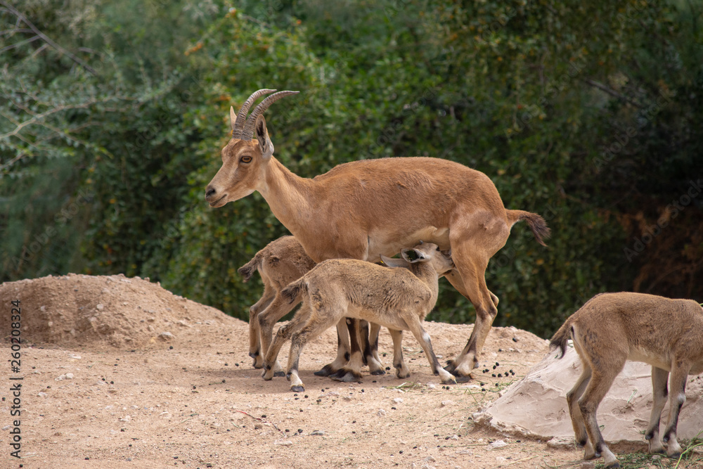 Female Nubian Ibex nurses her two babies in the desert (capra nubiana). Female Nubian Ibex nurses her two babies in the desert (capra nubiana).