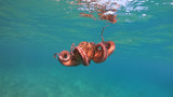 Underwater photo of octopus in tropical exotic emerald clear sea rocky bay with coral reef