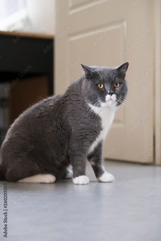 Cute British short-haired cat, indoor shooting