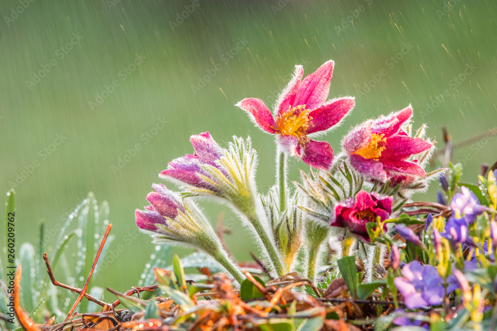 Pulsatilla slavica beautiful spring flowers. Morning dew on flowers in early morning sunlight. Pulsatilla slavica beautiful spring flowers. Morning dew on flowers in early morning sunlight.
