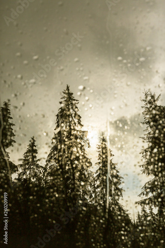 Wallpaper Mural Beautiful view of fir trees from a cabin window in the mountains, covered in rain drops, and rain clouds in summer Torontodigital.ca