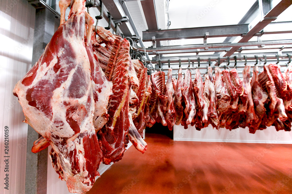 Close up of a half cow chunks fresh hung and arranged in a row in a large fridge in the fridge meat industry.