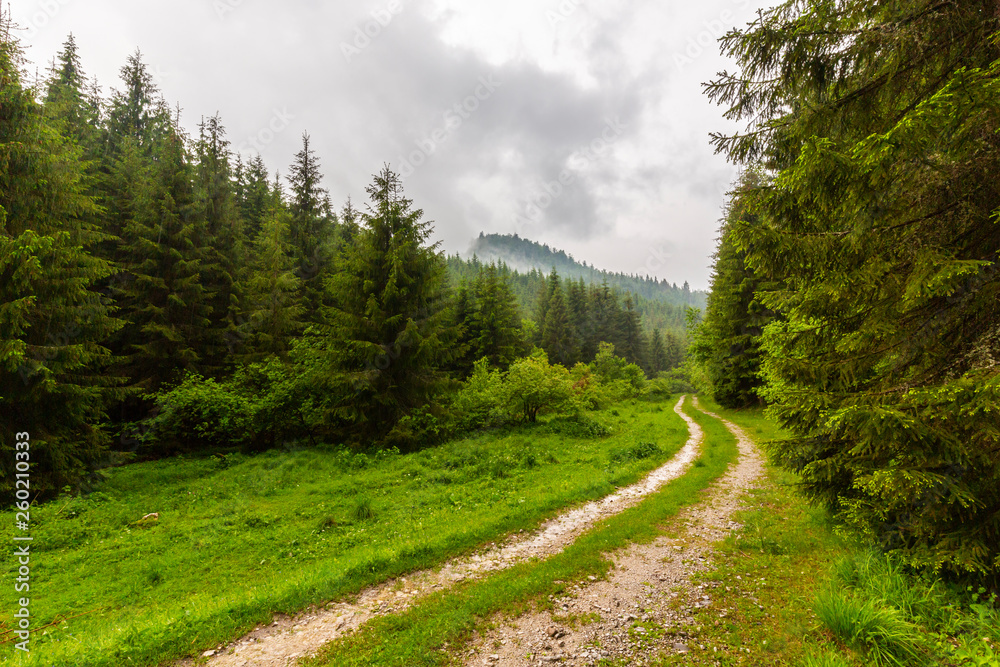 Beautiful country road in a fir tree forest, in the mountains, on a rainy day