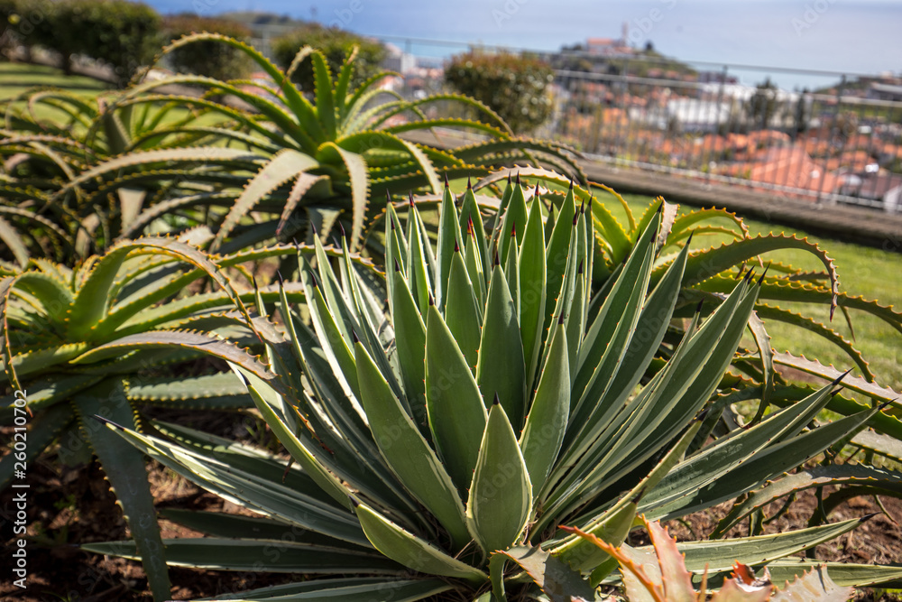 Green big leaves of Agave Succulent Plant Green big leaves of Agave Succulent Plant