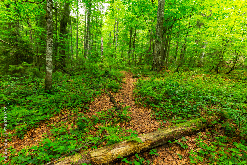 Obraz premium Mountain scenery in the Alps in summer, with green forests, on a rainy day