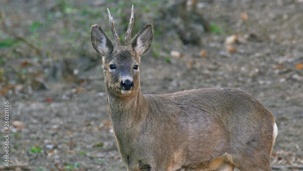 Cautious roebuck in alert mode Cautious roebuck in alert mode