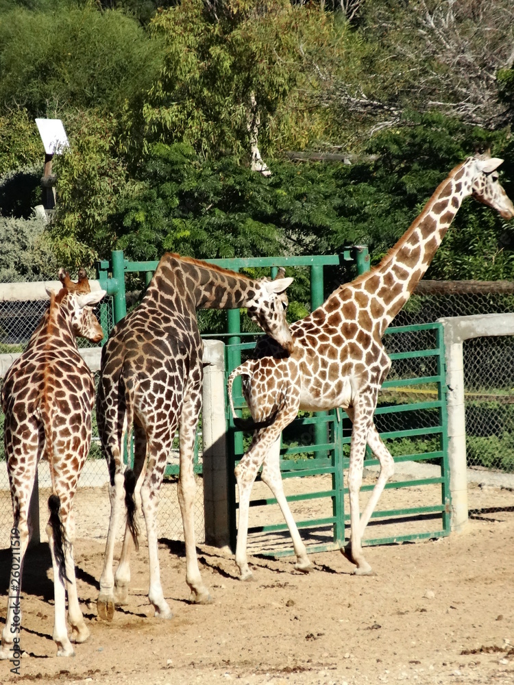 Giraffes of park sousse tunisia Giraffes of park sousse tunisia