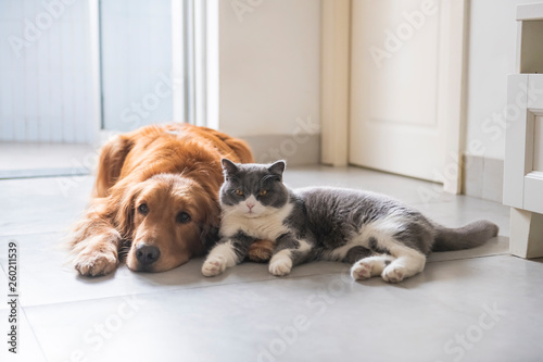 British short-haired cats and golden retriever dogs get along amicably © chendongshan