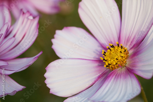 delicate cosmos flower with delicate petals