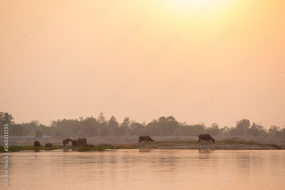 Thai buffalo, a large number of buffalo on the lake in the sunset