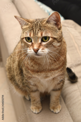 Fototapeta Naklejka Na Ścianę i Meble -  Cat on sofa