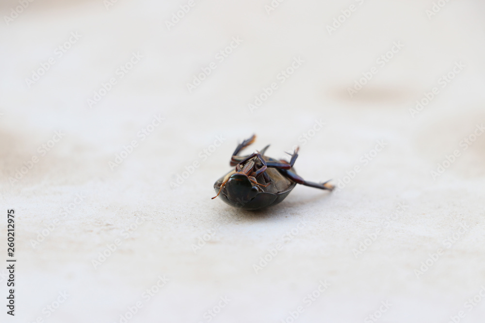 Black weevil insect lie supine on the floor.