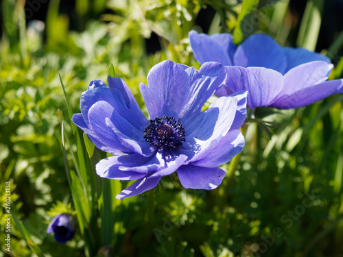 Anemone coronaria - Gros plan sur Anémones couronnée - Anémone de Caen - Anémone des fleuristes photo