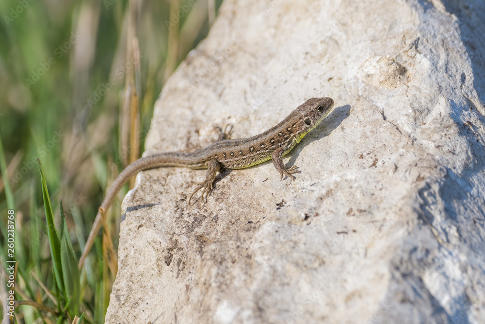 Juvenile european sand lizard on a rock Juvenile european sand lizard on a rock