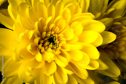 Creative idea for background. yellow chrysanthemum close up
