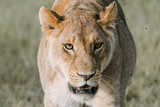 Portrait Lion in Tanzania