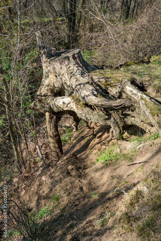 Old tree stump with uncovered roots covered with moss near gully in deciduous forest, leafless early spring landscape, Pazardzhik region, Southern Bulgaria Old tree stump with uncovered roots covered with moss near gully in deciduous forest, leafless early spring landscape, Pazardzhik region, Southern Bulgaria