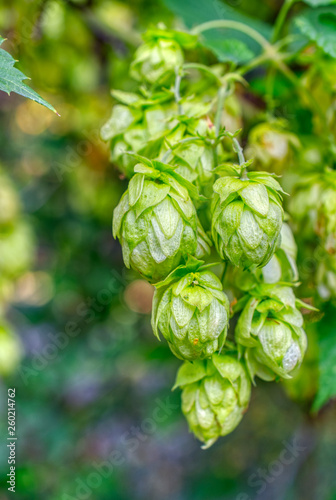 Hop cones, close-up. Agricultural plant used in the brewing industry