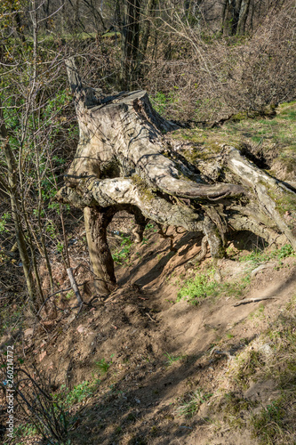 Old tree stump with uncovered roots covered with moss near gully in deciduous forest, leafless early spring landscape, Pazardzhik region, Southern Bulgaria