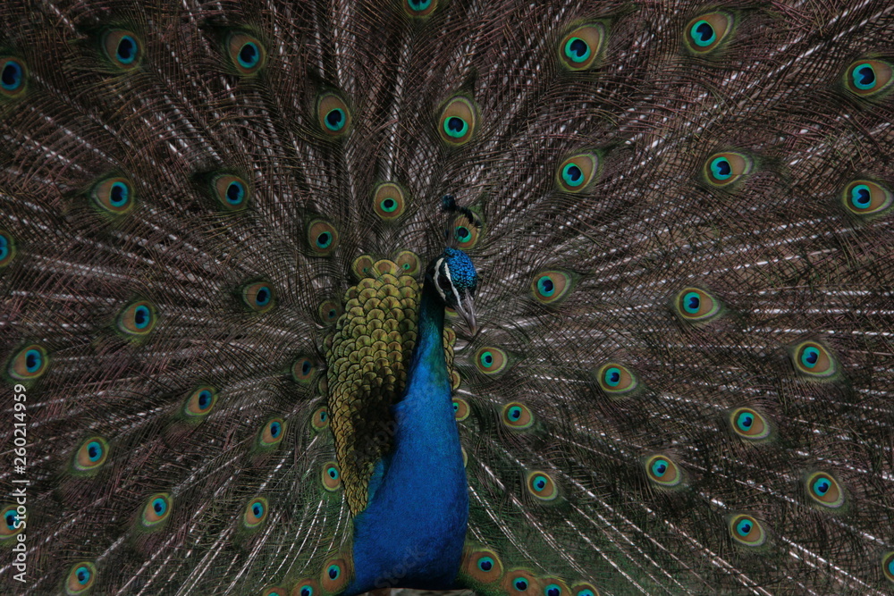 Obraz premium peacock with feathers out