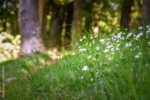 Fototapeta Naklejka Na Ścianę i Meble -  White flower and grass foregrond in sunlight forest Sweden