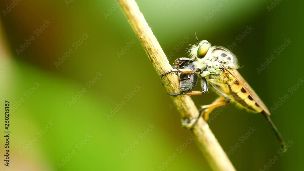 Robber fly eating prey on twig in forest. Robber fly eating prey on twig in forest.