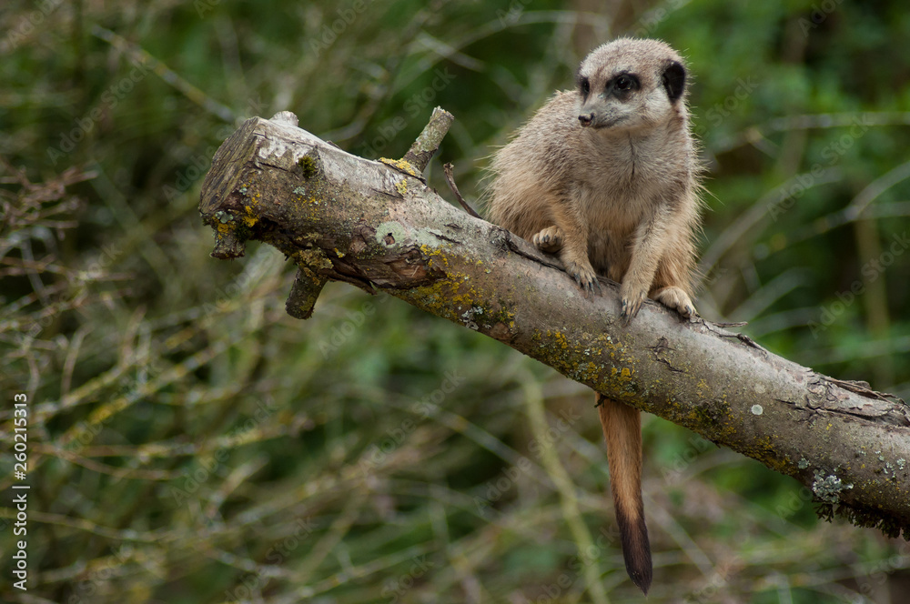 Obraz premium closeup of meerkat standing on branch