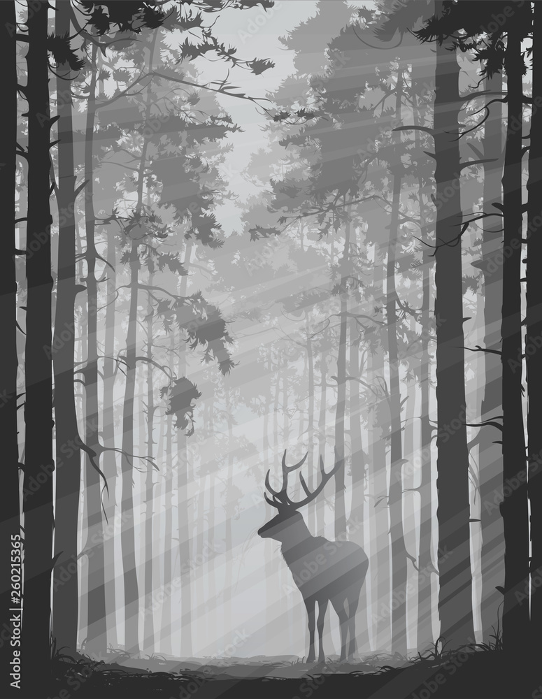 Fototapeta Jeleń w mglistym ciemnym lesie