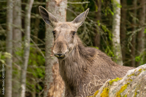 Close up of a large female moose behind a rock