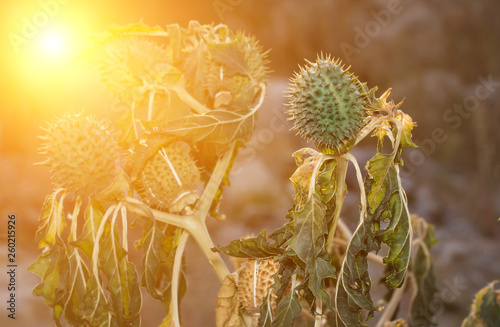 Hindu datura Datura metel in the period of fruiting at sunset photo