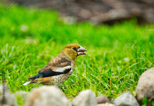 Young Hawfinch