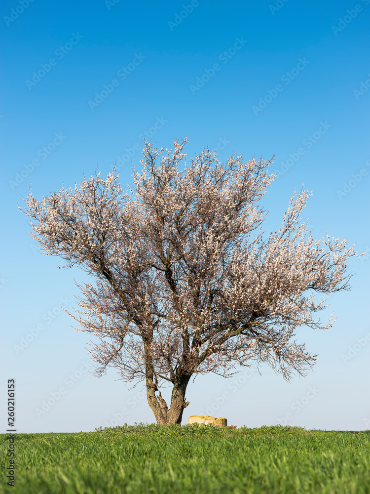 alone flowering apricot tree on a green grass under blue sky in spring day alone flowering apricot tree on a green grass under blue sky in spring day