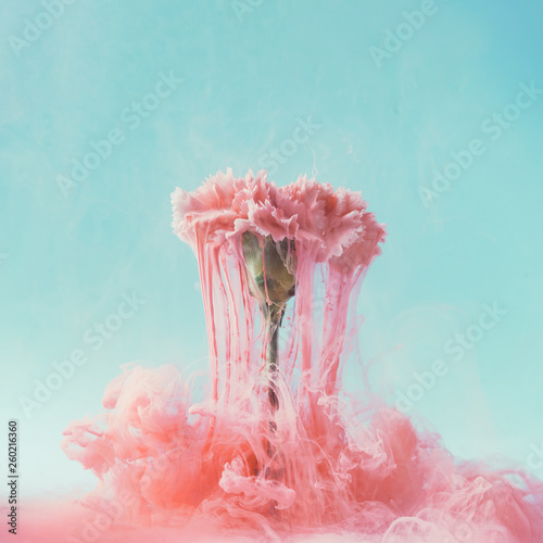 Pink carnation flower with pastel ink. Creative abstract spring nature. Summer bloom concept.
