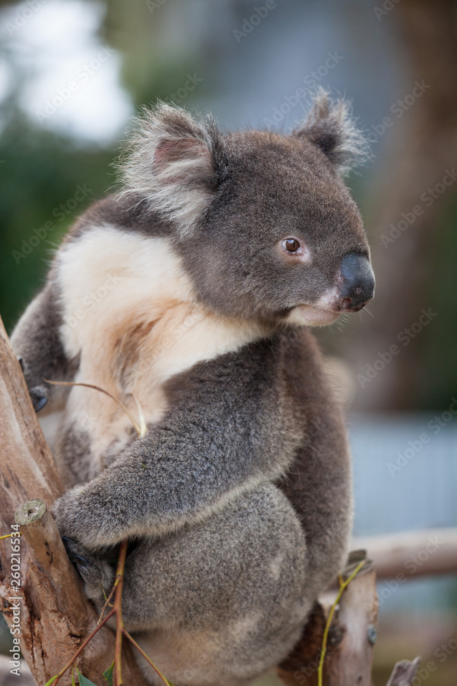 Naklejka premium Portrait cute Australian Koala Bear sitting in an eucalyptus tree and looking with curiosity. Kangaroo island.