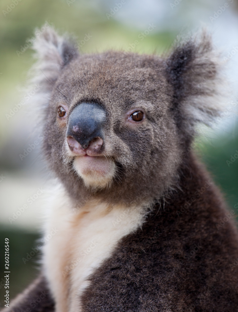 Obraz premium Portrait cute Australian Koala Bear sitting in an eucalyptus tree and looking with curiosity. Kangaroo island.