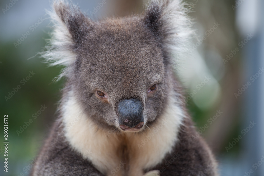 Obraz premium Portrait cute Australian Koala Bear sitting in an eucalyptus tree and looking with curiosity. Kangaroo island.