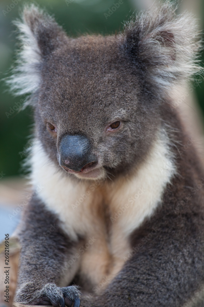 Fototapeta premium Portrait cute Australian Koala Bear sitting in an eucalyptus tree and looking with curiosity. Kangaroo island.