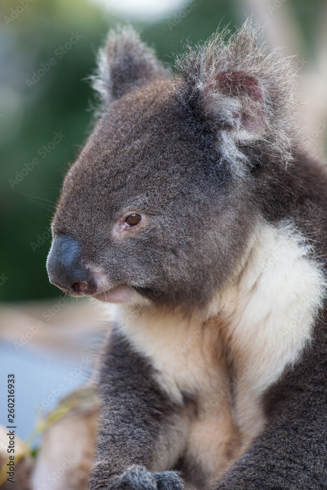 Obraz premium Portrait cute Australian Koala Bear sitting in an eucalyptus tree and looking with curiosity. Kangaroo island.