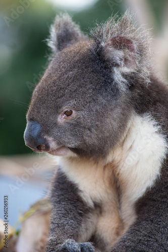 Fototapeta Naklejka Na Ścianę i Meble -  Portrait cute Australian Koala Bear sitting in an eucalyptus tree and looking with curiosity. Kangaroo island.