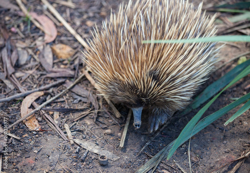 Wild short-beaked echidna with dirty muzzle.Tachyglossus aculeatus walking in the eucalyptus forest. Australia.