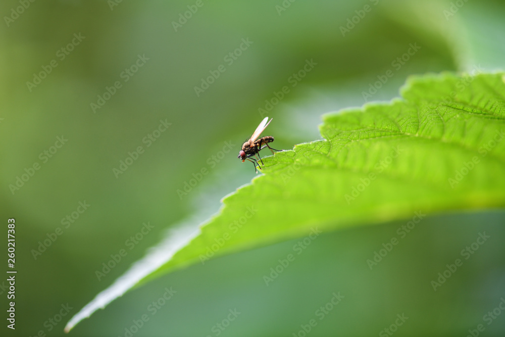 Fototapeta premium Common fly sitting on a green sheet, macro photo