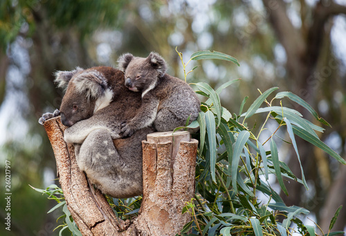 Canvas Print Cute embracing couple of Australian koala bears mother and its baby sleeping on an eucalyptus tree
