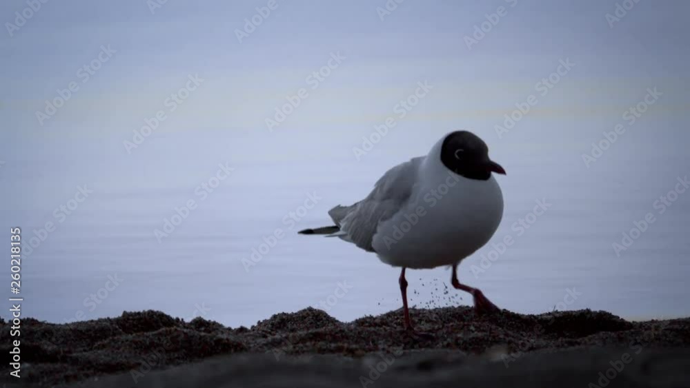 Seagull runs around the beach in the morning in search of food Seagull runs around the beach in the morning in search of food