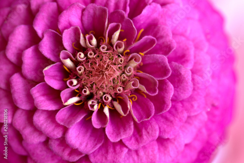 Flower beautiful fuchsia zinnia closeup on a pink background.