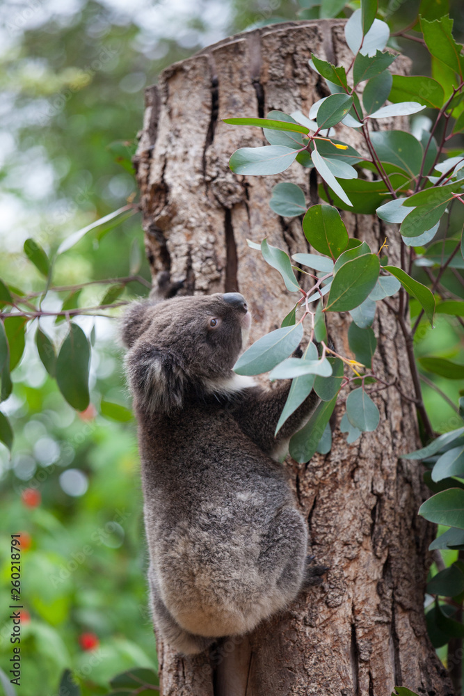 Obraz premium Portrait cute little Australian Koala Bear climbing in an eucalyptus tree and looking with curiosity. Kangaroo island.