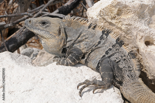 Iguana in Mexico on the beach, Yucatan